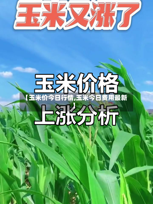 【玉米价今日行情,玉米今日费用最新】