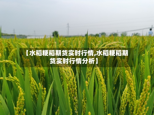 【水稻粳稻期货实时行情,水稻粳稻期货实时行情分析】