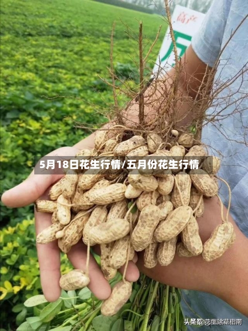 5月18日花生行情/五月份花生行情