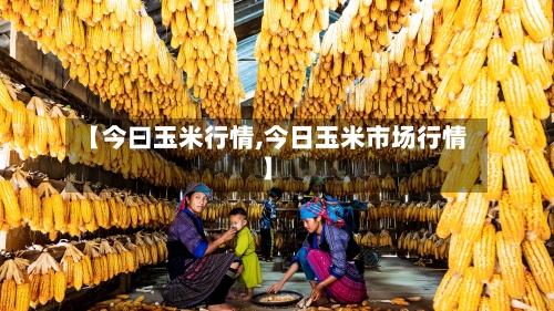 【今曰玉米行情,今日玉米市场行情】