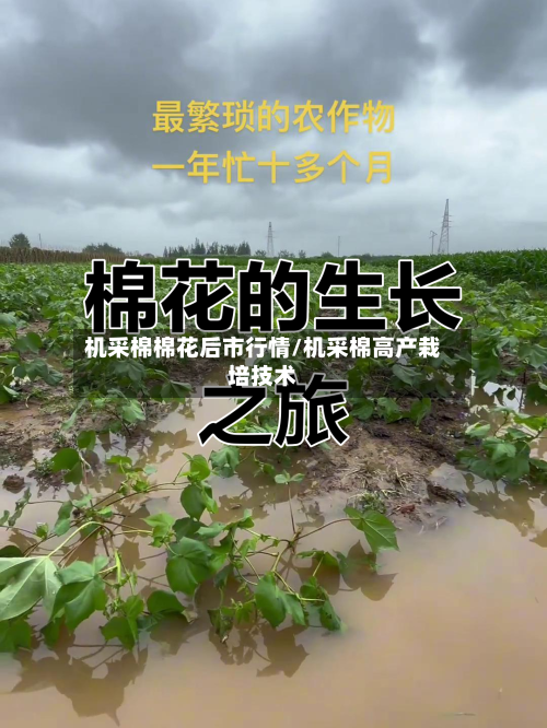机采棉棉花后市行情/机采棉高产栽培技术