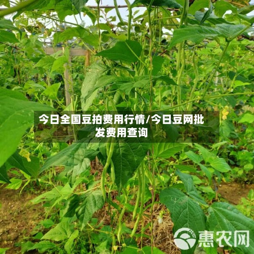 今日全国豆拍费用行情/今日豆网批发费用查询-第3张图片