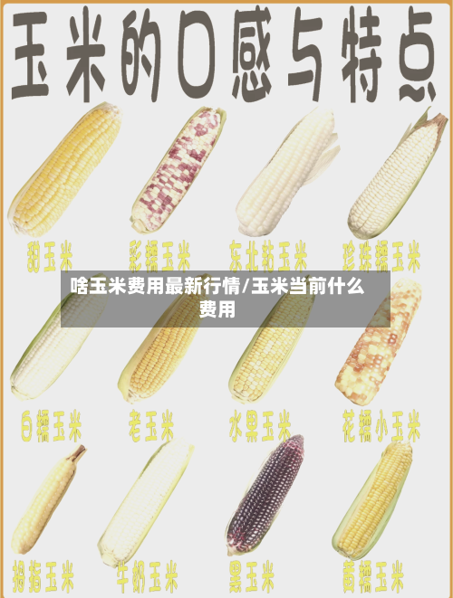 啥玉米费用最新行情/玉米当前什么费用-第2张图片
