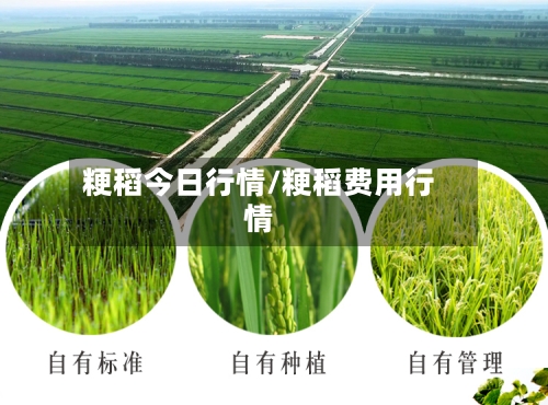 粳稻今日行情/粳稻费用行情-第3张图片