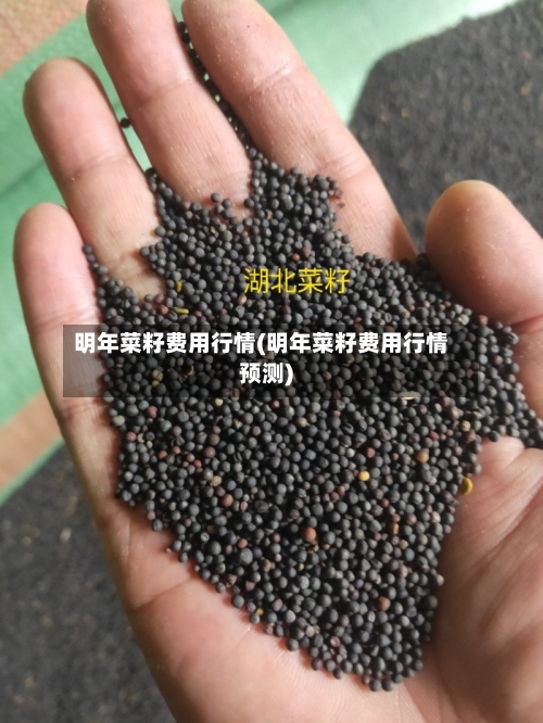 明年菜籽费用行情(明年菜籽费用行情预测)