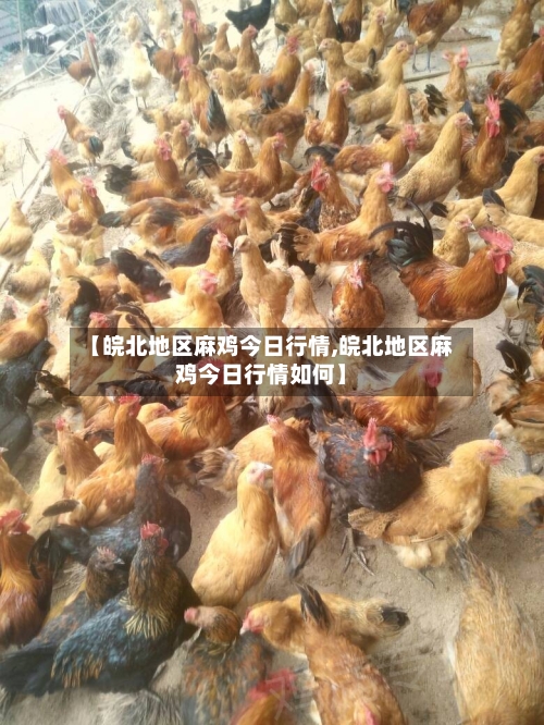 【皖北地区麻鸡今日行情,皖北地区麻鸡今日行情如何】